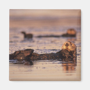 Zee Otters, Enhydra lutris 3 Magneet