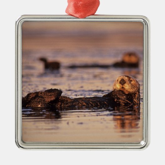 Zee Otters, Enhydra lutris 3 Metalen Ornament (Voorkant)