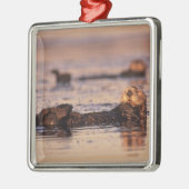 Zee Otters, Enhydra lutris 3 Metalen Ornament (Links)