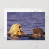 Zee Otters, Enhydra lutris 4 Briefkaart (Voorkant / Achterkant)