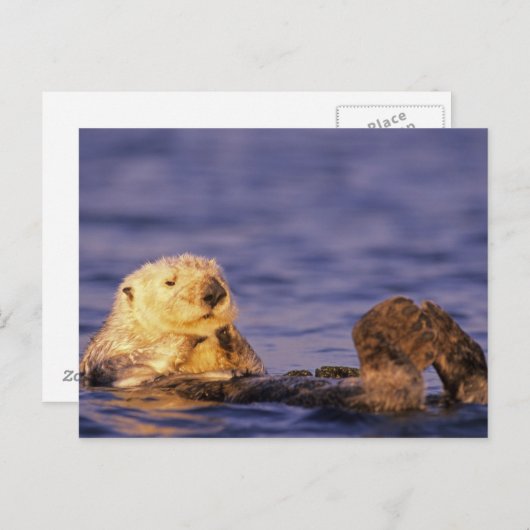 Zee Otters, Enhydra lutris 4 Briefkaart (Voorkant / Achterkant)