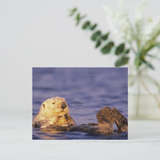 Zee Otters, Enhydra lutris 4 Briefkaart (Staand voorkant)