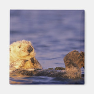 Zee Otters, Enhydra lutris 4 Magneet