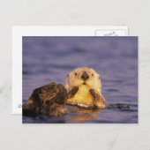 Zee Otters, Enhydra lutris 5 Briefkaart (Voorkant / Achterkant)