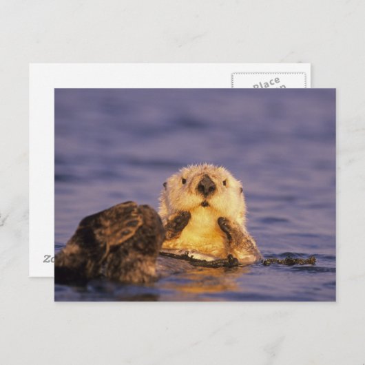 Zee Otters, Enhydra lutris 5 Briefkaart (Voorkant / Achterkant)