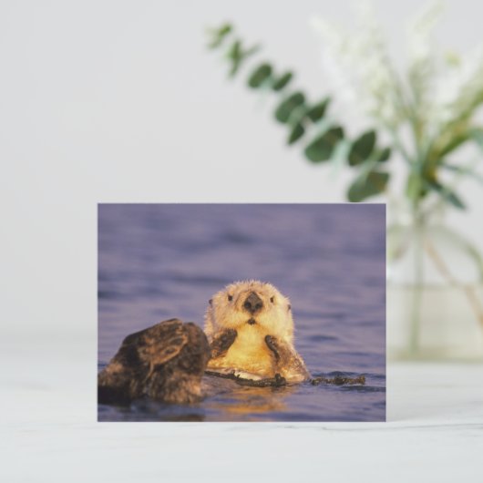 Zee Otters, Enhydra lutris 5 Briefkaart (Staand voorkant)