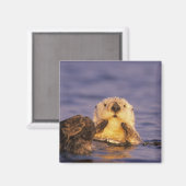 Zee Otters, Enhydra lutris 5 Magneet (Voorkant / Achterkant)