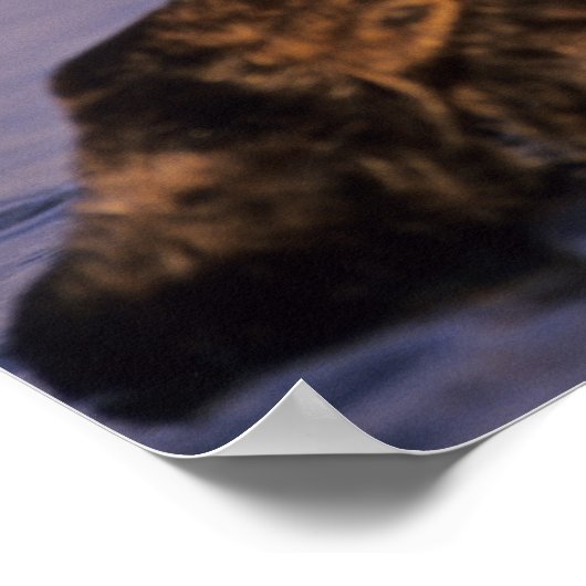 Zee Otters, Enhydra lutris 5 Poster (Hoek)