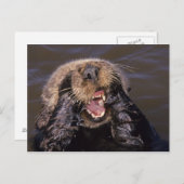 Zee Otters, Enhydra lutris 6 Briefkaart (Voorkant / Achterkant)