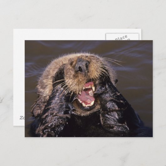Zee Otters, Enhydra lutris 6 Briefkaart (Voorkant / Achterkant)