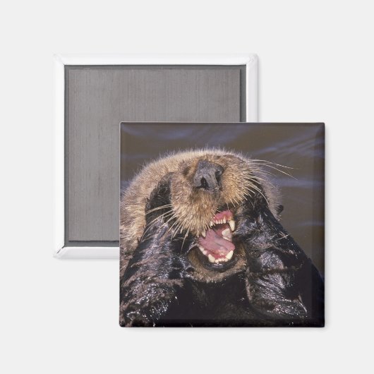 Zee Otters, Enhydra lutris 6 Magneet (Voorkant / Achterkant)