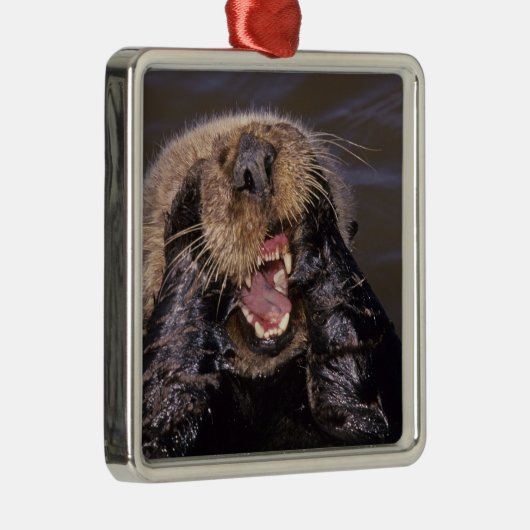 Zee Otters, Enhydra lutris 6 Metalen Ornament (Rechts)