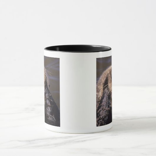 Zee Otters, Enhydra lutris 6 Mok (Midden)