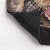 Zee Otters, Enhydra lutris 6 Muismat (Hoek)