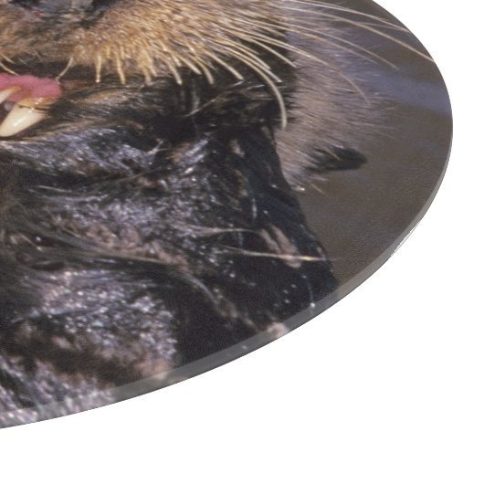 Zee Otters, Enhydra lutris 6 Snijplank (Hoek)