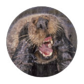 Zee Otters, Enhydra lutris 6 Snijplank (Voorkant)