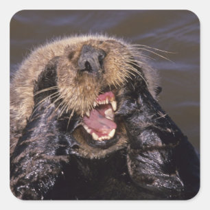 Zee Otters, Enhydra lutris 6 Vierkante Sticker
