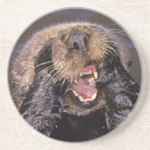 Zee Otters, Enhydra lutris 6 Zandsteen Onderzetter