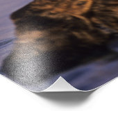 Zee Otters, Enhydra lutris Foto Afdruk (Hoek)