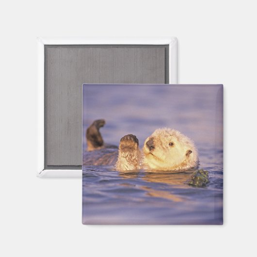 Zee Otters, Enhydra lutris Magneet (Voorkant / Achterkant)