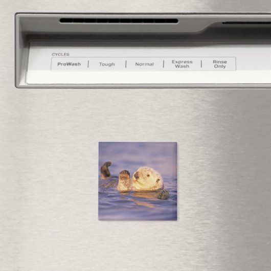 Zee Otters, Enhydra lutris Magneet (Insitu (Vaatwasser))