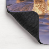 Zee Otters, Enhydra lutris Muismat (Hoek)