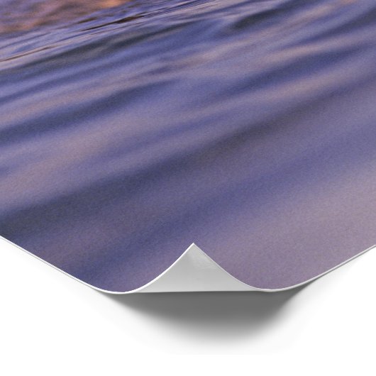 Zee Otters, Enhydra lutris Poster (Hoek)