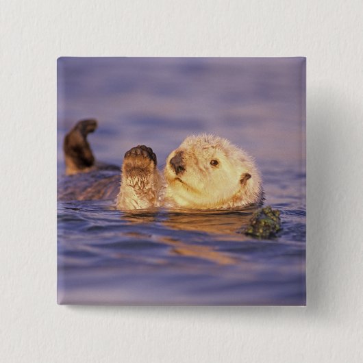 Zee Otters, Enhydra lutris Vierkante Button 5,1 Cm (Voorkant)