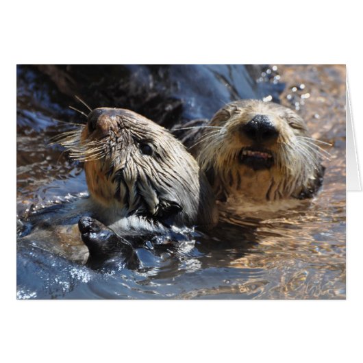 Zee Otters glimlachen! (Voorkant Horizontaal)