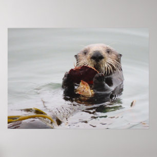 Zee Otters Love Crab for Breakfast Poster