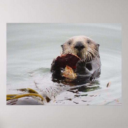 Zee Otters Love Crab for Breakfast Poster (Voorkant)