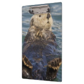 Zee otters spelen op ijsbergen bij verrassingsinla klembord (Links)