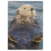 Zee otters spelen op ijsbergen bij verrassingsinla klembord (Achterkant)