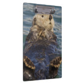 Zee otters spelen op ijsbergen bij verrassingsinla klembord (Rechts)