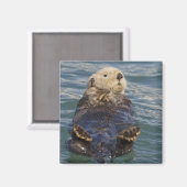 Zee otters spelen op ijsbergen bij verrassingsinla magneet (Voorkant / Achterkant)