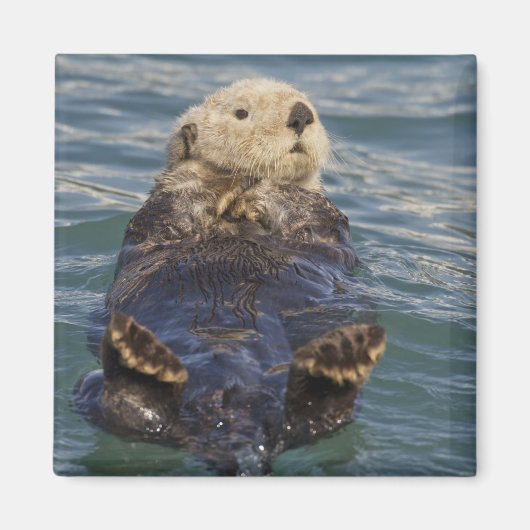 Zee otters spelen op ijsbergen bij verrassingsinla magneet (Voorkant)