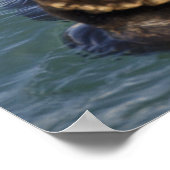 Zee otters spelen op ijsbergen bij verrassingsinla poster (Hoek)