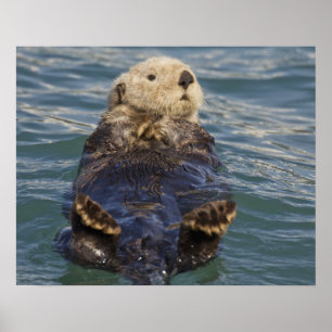 Zee otters spelen op ijsbergen bij verrassingsinla poster