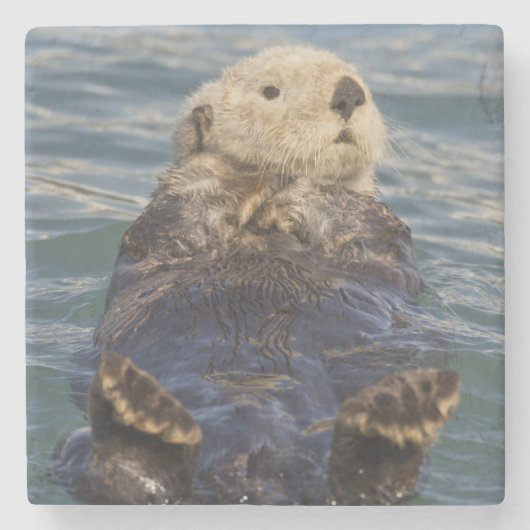 Zee otters spelen op ijsbergen bij verrassingsinla stenen onderzetter (Voorkant)