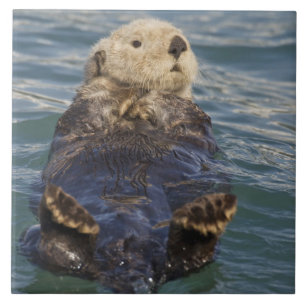 Zee otters spelen op ijsbergen bij verrassingsinla tegeltje