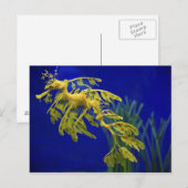 Zee paard briefkaart (Voorkant / Achterkant)