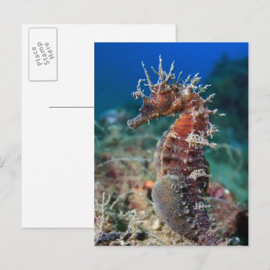 Zee paard | Hippocampus Ramulosus Briefkaart (Voorkant / Achterkant)