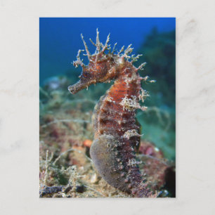 Zee paard   Hippocampus Ramulosus Briefkaart