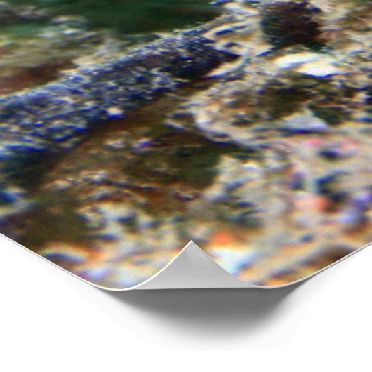 Zee paard | Hippocampus Ramulosus Poster (Hoek)