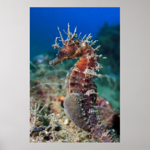 Zee paard   Hippocampus Ramulosus Poster