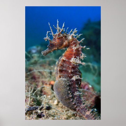 Zee paard | Hippocampus Ramulosus Poster (Voorkant)