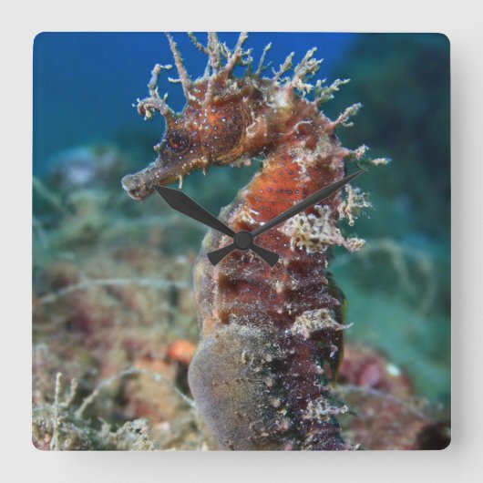 Zee paard | Hippocampus Ramulosus Vierkante Klok (Voorkant)