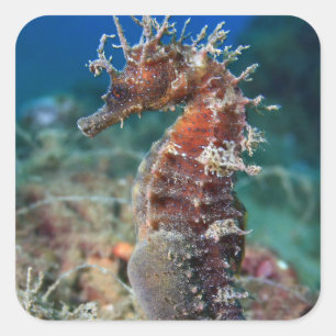 Zee paard Hippocampus Ramulosus Vierkante Sticker