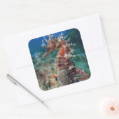 Zee paard | Hippocampus Ramulosus Vierkante Sticker (Envelop)