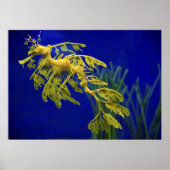 Zee paard poster (Voorkant)